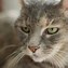 Image result for Bored Cat Face