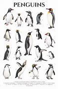 Image result for How Many Penguins Are There