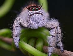 Image result for Black Jumping Spider Pet Big