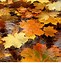 Image result for Fall Apple Orchard Pictures