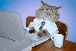 Image result for Cat Job Meme