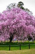 Image result for Weeping Japanese Cherry Blossom Tree