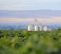 Image result for Airfield Estates Mourvedre