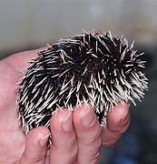 Image result for Spiny Sea Urchin