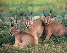 Image result for caracal