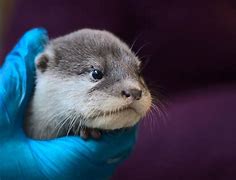 Image result for Baby Otter Name