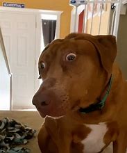 Image result for Surprised Dog Meme