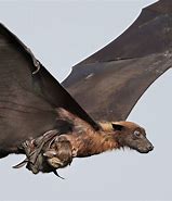 Image result for Flying Mammals