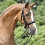 Image result for Horse Bridle