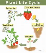 Image result for Plant Life Cycle Steps