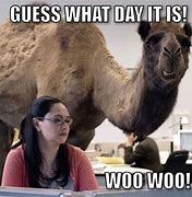 Image result for Happy Hump Day Camel Funny