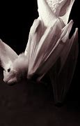 Image result for Vampire Ghost Bat