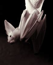 Image result for Ghost Bat Life Cycle