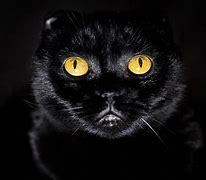 Image result for Yellow Cat Eyes