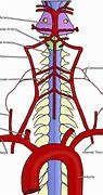 Image result for Radicular Artery