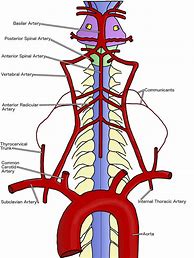 Image result for Vertebral Artery Diagram