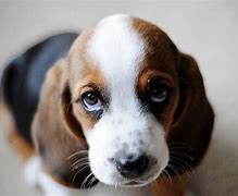 Image result for Cute Sad Puppy Eyes