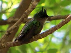 Image result for Orthorhyncus Trochilidae