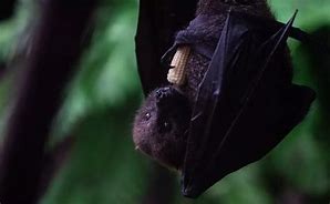 Image result for rodrigues fruit bats diet