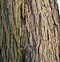 Image result for Elm Tree Characteristics