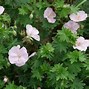 Image result for Geranium sanguineum ‘Inverness’