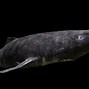 Image result for Greenland Shark Photography