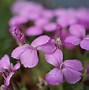 Image result for Dianthus microlepis