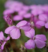 Image result for Dianthus microlepis