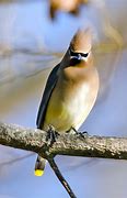Image result for Bird with Sunglasses