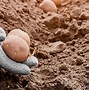 Image result for Grow Potatoes