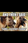 Image result for Relatable Horse Memes