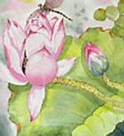 Image result for Dragonfly Lotus