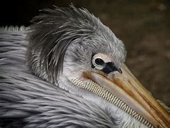 Image result for Pelican Portrait