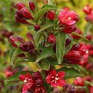 Image result for Weigela Nain Rouge