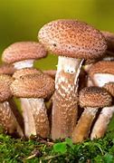 Image result for Largest UK Mushroom