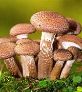 Image result for Giant Mushroom Largest Living Organism