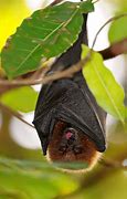 Image result for Fruit Bat India