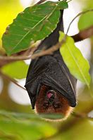 Image result for Fruit Bat Thailand