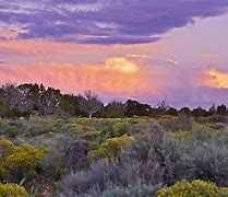 Image result for Best Places to See Wildflowers in Arizona