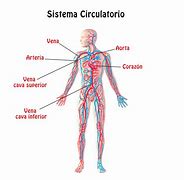 Image result for Del Sistema CIRCULATORIO