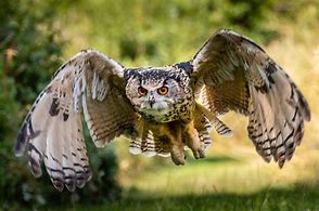 Image result for World's Largest Owl
