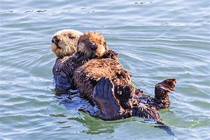 Image result for Adorable Otters Holding Hands