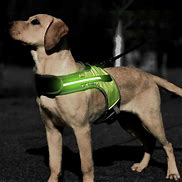 Image result for Lightweight Dog Harness