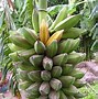 Image result for Banana Variety