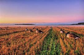 Image result for Goose Ridge January Stubble
