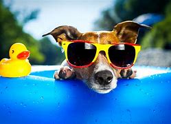 Image result for Funny Animal Wallpaper for PC