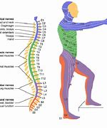 Image result for Spinal Cord Level Chart