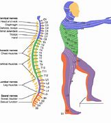 Image result for Spinal Cord Levels