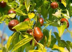 Image result for Barhayee Tree