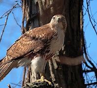Image result for Female Red Tail Hawk
